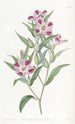 Godetia elegante - Sydenham Edwards — vista dell’opera