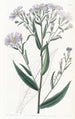 Aster lisse - Sydenham Edwards — vista dell’opera