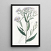 Aster lisse - Sydenham Edwards — quadro incorniciato alla parete