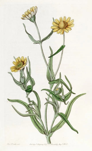 Sydenham Edwards - Smooth Lasthenia.webp