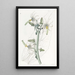 Michauxia lisse - Sydenham Edwards — quadro incorniciato alla parete