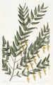 Scottia à branches lisses - Sydenham Edwards — vista dell’opera