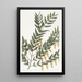 Scottia à branches lisses - Sydenham Edwards — quadro incorniciato alla parete