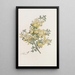 Calycotome épineux - Sydenham Edwards — quadro incorniciato alla parete