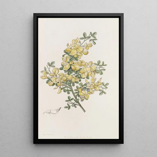 Sydenham Edwards - Spiny Calycotome.webp