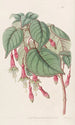 Fuchsia splendide - Sydenham Edwards — vista dell’opera
