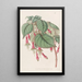 Fuchsia splendide - Sydenham Edwards — quadro incorniciato alla parete