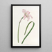 Zéphyranthe de Spofforth - Sydenham Edwards — quadro incorniciato alla parete