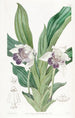 Zygopetalum à lèvres en cuillère - Sydenham Edwards — vista dell’opera