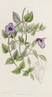 Torenia violette sans tache - Sydenham Edwards — vista dell’opera