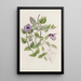 Torenia violette sans tache - Sydenham Edwards — quadro incorniciato alla parete