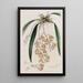Burlingtonia tachetée - Sydenham Edwards — quadro incorniciato alla parete
