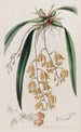 Burlingtonia tachetée - Sydenham Edwards — vista dell’opera