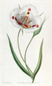 Calochortus tacheté - Sydenham Edwards — vista dell’opera