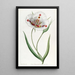 Calochortus tacheté - Sydenham Edwards — quadro incorniciato alla parete