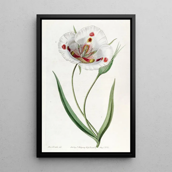 Sydenham Edwards - Spotted Calochortus.webp