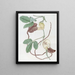 Cattleya tacheté - Sydenham Edwards — quadro incorniciato alla parete