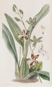 Cyrtochilum tacheté - Sydenham Edwards — vista dell’opera