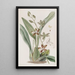 Cyrtochilum tacheté - Sydenham Edwards — quadro incorniciato alla parete