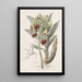 Feelerbloom tacheté - Sydenham Edwards — quadro incorniciato alla parete