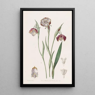 Sydenham Edwards - Spotted Waterband.webp