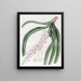Sarcanthe a fiori maculati - Sydenham Edwards — quadro incorniciato alla parete