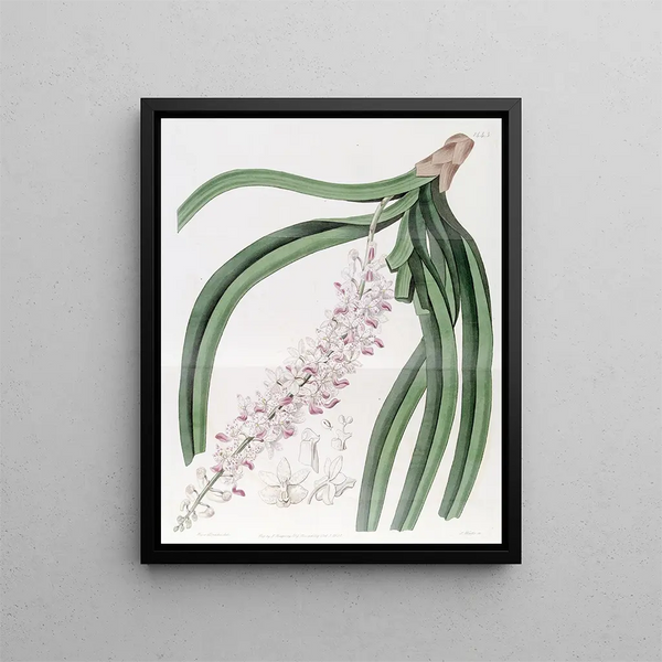 Sydenham Edwards - Spottedflowered Sarcanthus.webp