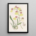 Oncidium à ailes tachetées - Sydenham Edwards — quadro incorniciato alla parete