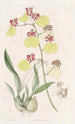 Oncidium à ailes tachetées - Sydenham Edwards — vista dell’opera