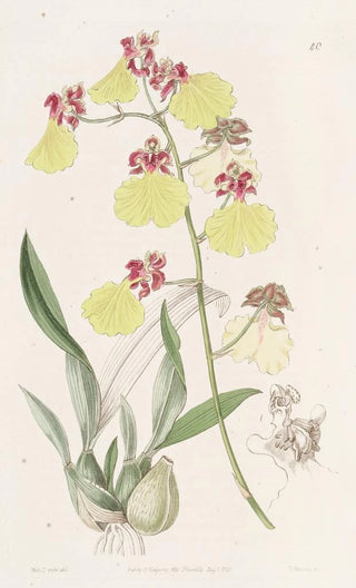 Sydenham Edwards - Spotwinged Oncidium.webp