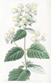 Calceolaria étalée - Sydenham Edwards — vista dell’opera