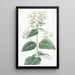 Calceolaria étalée - Sydenham Edwards — quadro incorniciato alla parete