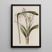 Ismène à fleurs sur tige - Sydenham Edwards — quadro incorniciato alla parete