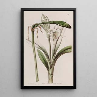 Sydenham Edwards - Stalkflowered Ismene.webp