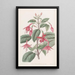 Fucsia di Standish - Sydenham Edwards — quadro incorniciato alla parete