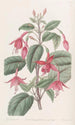 Fucsia di Standish - Sydenham Edwards — vista dell’opera