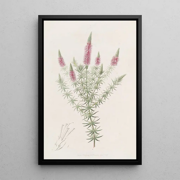 Sydenham Edwards - Starry Dysophyll.webp