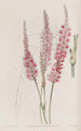 Polygonum à tige embrassante - Sydenham Edwards — vista dell’opera