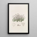 Cresson violet sans tige - Sydenham Edwards — quadro incorniciato alla parete