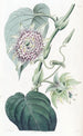 Passiflore à lanières - Sydenham Edwards — vista dell’opera