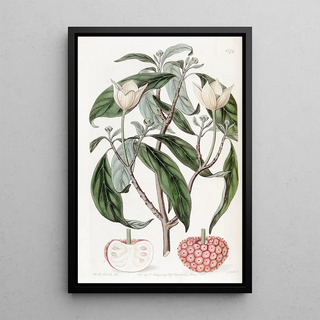 Sydenham Edwards - Strawberryfruited Benthamia.webp