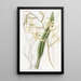 Cyrtochilum couleur paille - Sydenham Edwards — quadro incorniciato alla parete