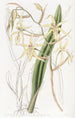 Cyrtochilum couleur paille - Sydenham Edwards — vista dell’opera