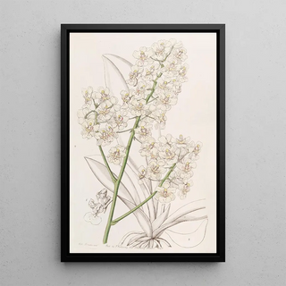 Sydenham Edwards - Strawcoloured Oncidium.webp