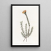 Pultenaea subombellée - Sydenham Edwards — quadro incorniciato alla parete