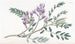 Pianta succulente a latte - Sydenham Edwards — vista dell’opera