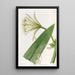 Ismene couleur soufre - Sydenham Edwards — quadro incorniciato alla parete