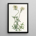 Verveine couleur soufre - Sydenham Edwards — quadro incorniciato alla parete