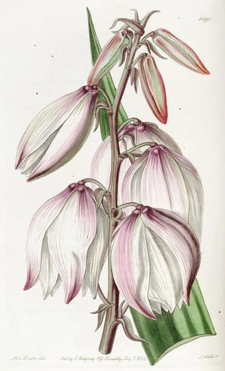 Sydenham Edwards - Superb Adams Needle.webp