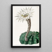 Cactus épicé doux - Sydenham Edwards — quadro incorniciato alla parete